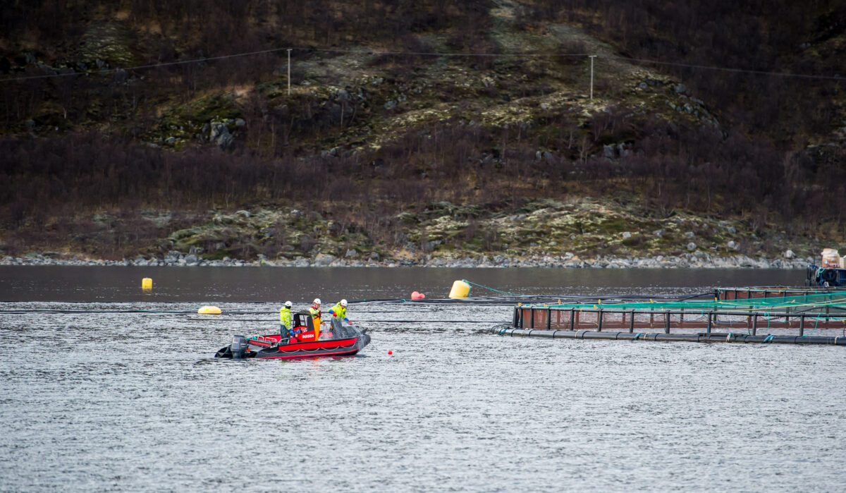 NOFI Gjenfangstsystem – et komplett system med alt du behøver for gjenfangst, smart pakket for å enkelt kunne settes ut raskt og effektivt.