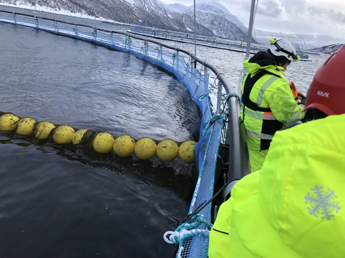 Leveringsline / Kuleline - trenging av fisk ved slakting