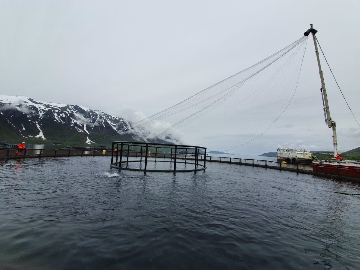 Å fjerne fuglenettet innebærer ofte at nettet kommer ned i vannet og at fisk går seg fast. Med NOFI NettOpp unngår man det. NettOpp heises opp og inn i merda
